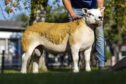 Ram lamb Bradleys Eubank topped the sale.