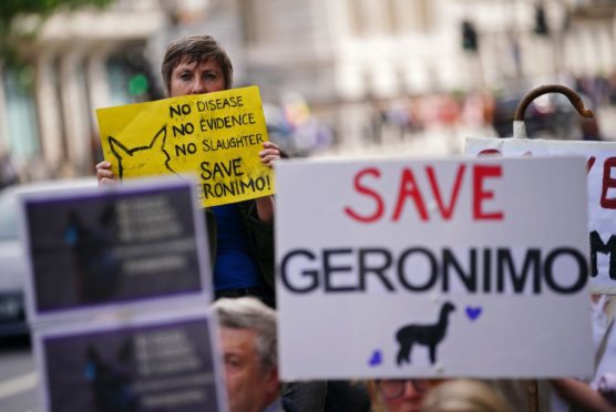 Everyone was up in arms about the death of Geronimo, but they have forgotten about the thousands of cattle who face the same fate every year (Photo: PA)