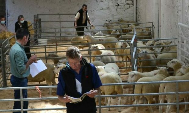 POPULAR FORMAT: Buyers selecting rams at the Incheoch on-farm livestock auction.
