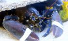 Fisherman Ricky Greenhowe caught the rare blue lobster off the coast of Aberdeen on Thursday morning.