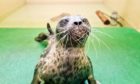 The Scottish SPCA is caring for a ringed seal which is a species normally found in Arctic waters.