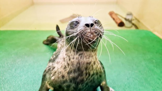 The Scottish SPCA is caring for a ringed seal which is a species normally found in Arctic waters.