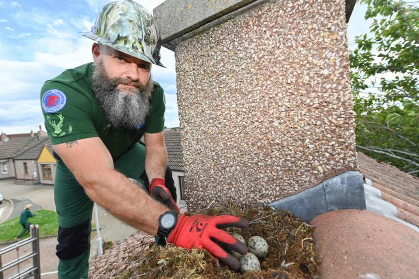 Rob Teasdale collecting nest in Elgin. 