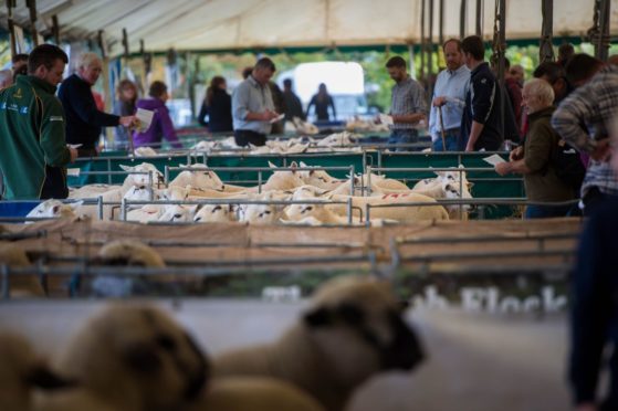 This year's Kelso Ram Sales take place on September 10.