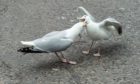 Herring gulls have become a big issue in Elgin.