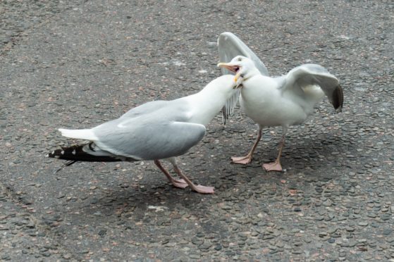 Two seagulls fight it out in Elgin's town centre.
Pictures by Jason Hedges