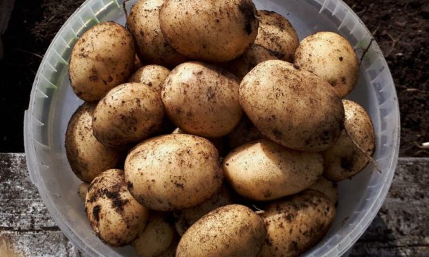 The last of the Casablanca potatoes.