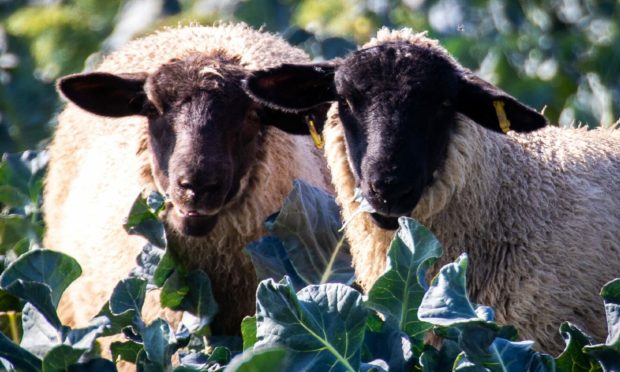 Sheep eating all the broccoli which cannot be harvested due to a shortage of drivers and field workers.