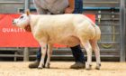 Beltex shearling ram Woodies Front Runner topped the sale when he sold for 2,000gn.