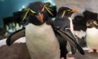 Harbour's exit leaves Rockhopper Exploration, named after a species of penguin found in the Falklands, looking for a new partner.