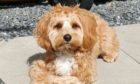 Ziggy the cavapoochon was viciously attacked and left needing specialist treatment.