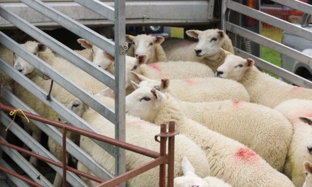 IAAS is encouraging donations of sheep to its Lamb Bank scheme.