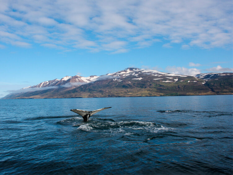 Humpback whale, Iceland