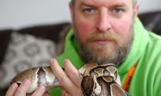 Kaa the royal python, with The Critter Keeper, David Low.