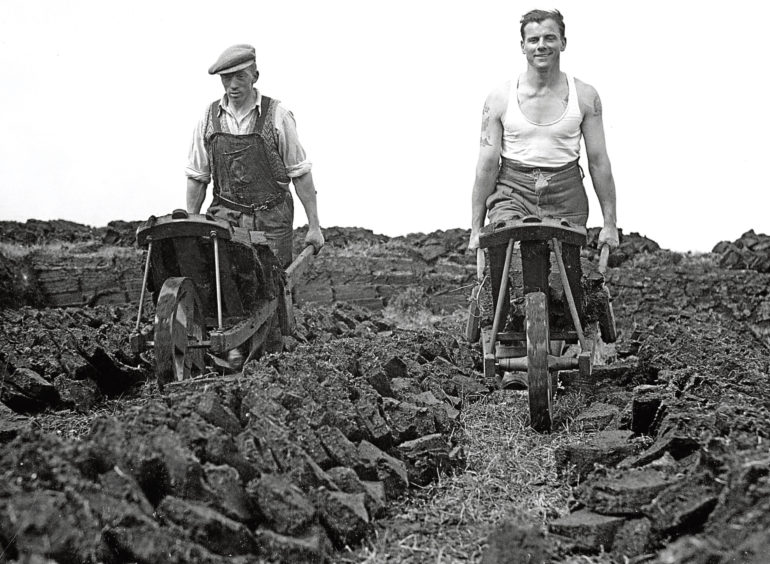 1947: Workers gather the peat cuttings.
