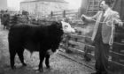The country came to the town in February 1962 for the Aberdeen Spring Show at Kittybrewster Mart.
