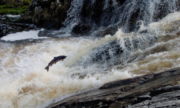 Atlantic Salmon jumping