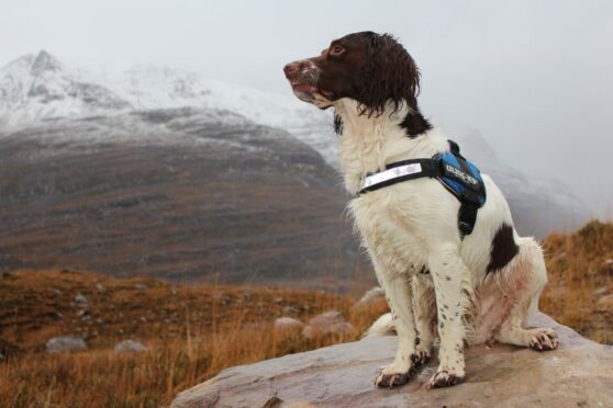 Scooby, who belongs to Gregor Maclennan, loves being in the great outdoors and was in his element venturing to Liathach in the Torridon Hills with his ‘grandad’ Charlie.