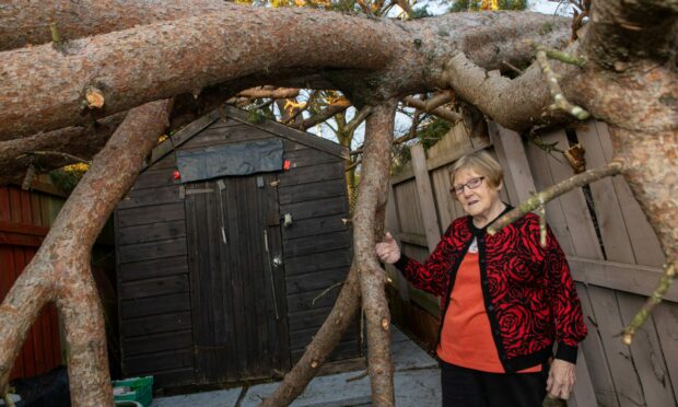 Joyce Watt has been left with this huge tree in her garden after Storm Arwen. She is worried Aberdeen City Council is never coming to clear it up. Picture by Kath Flannery/DCT Media.