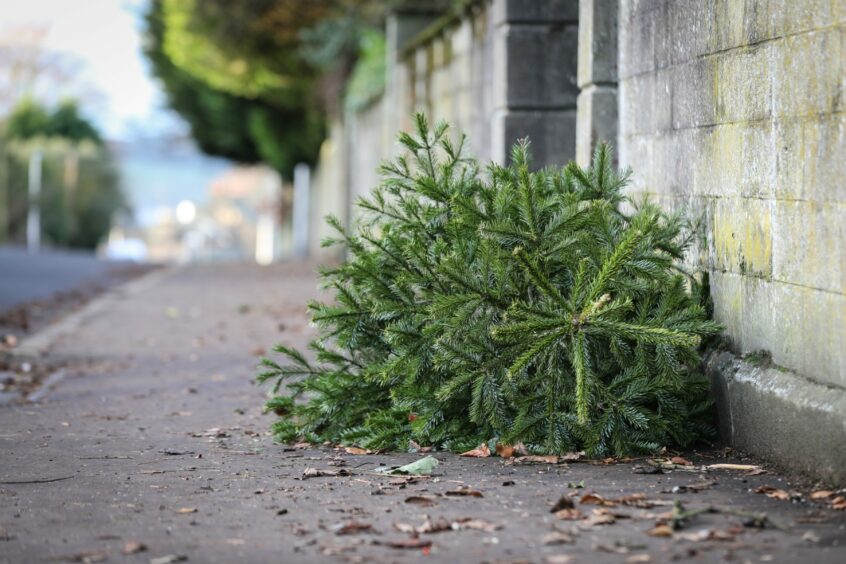 Christmas trees lying on the street ready for ecycling