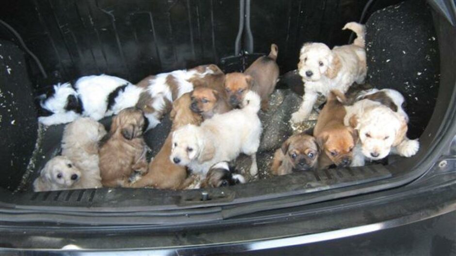 A group of farmed puppies overcrowded in the boot of a car