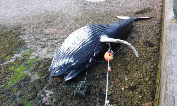 A stranded humpback entangled in creel fishing gear. Credit, Scottish Marine Animal Stranding Scheme (SMASS)