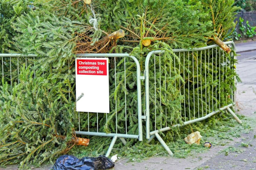 Christmas trees can be recycled into woodchips