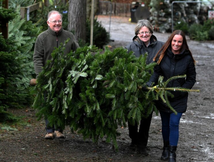 Eco-friendly christmas trees at Tyerbagger Woods in Aberdeen.