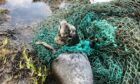 The Shetland seal was severely entangled in discarded net, but thanks to rescuers it made its way back to the sea safely. 
Photograph by Ryan Leith