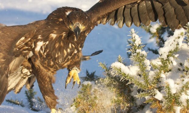 A young sea eagle taking off in the snow on Mull. Supplied by John McAvoy SSPCA