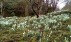 Dunvegan Castle on the Isle of Skye will be open to the public for two weekends in February for the Scottish Snowdrop Festival.