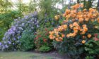 Some of Norman Matheson's Rhododendrons.