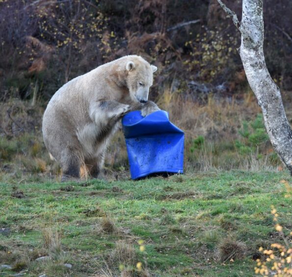Hamish, the polar bear cub spent his last day yesterday in the Highland Wildlife Park at Kincraig playing with his favourite toys alongside his mother Victoria.