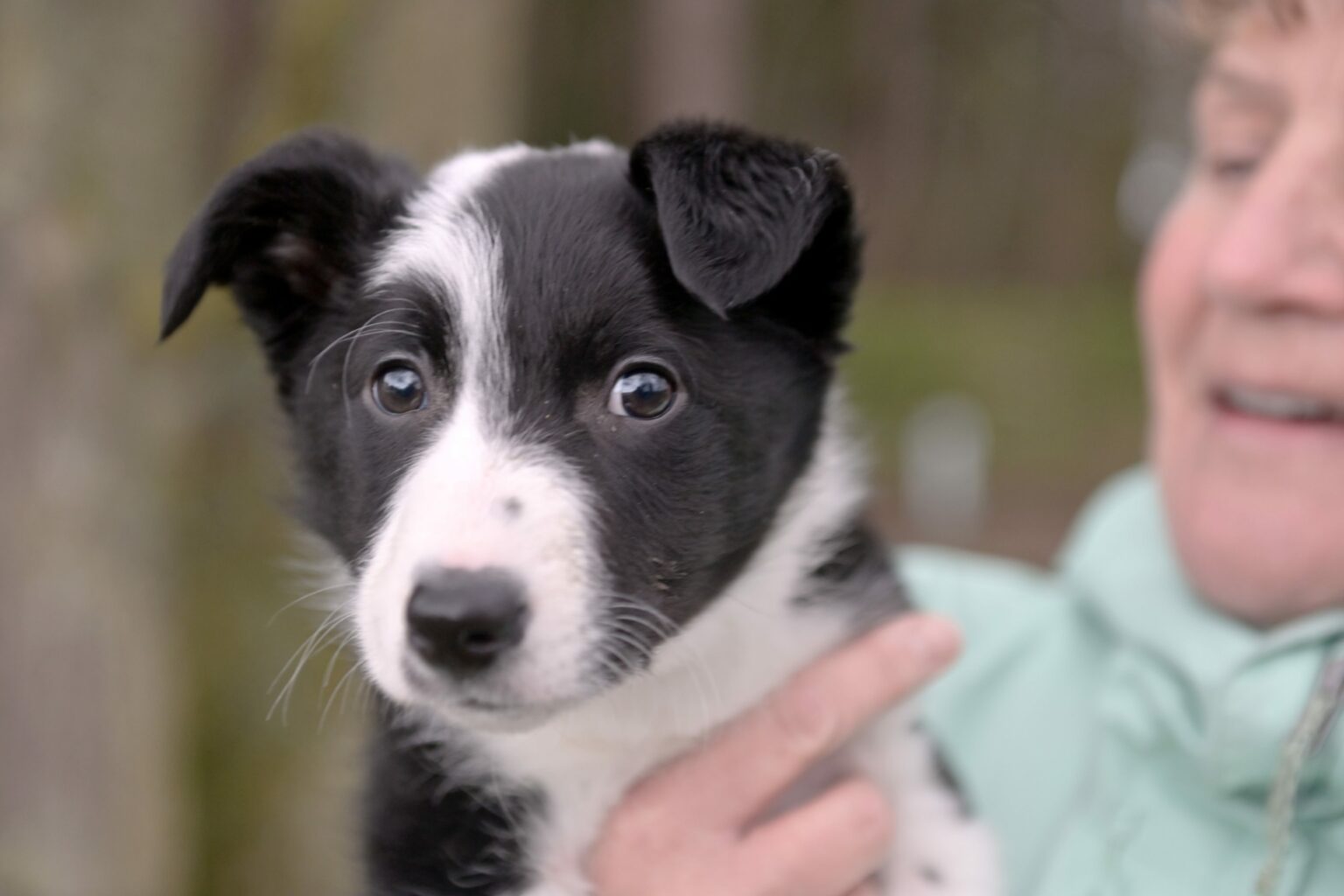 Generosity gives 10weekold Collie pup a second chance