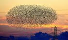 A starling murmuration photographed at sunset. Photo credit: Owen Humphreys/PA Wire