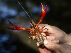 Klaus Hidde is capturing invasive crayfish (Markus Schreiber/AP)