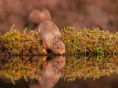 Red squirrels are among the species at high risk of extinction in Britain, a report warns (Fiona Mathews/Mammal Society/PA)