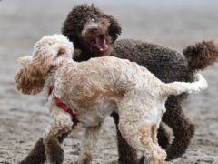 Over-excitable behaviour may threaten dogs’ health, experts warn (Ben Birchall/PA)