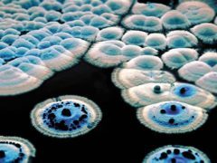 Colonies of Streptomyces coelicolor making the blue antibiotic actinorhodin (Tobias Kieser/John Innes Centre)