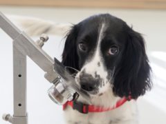 Freya the sniffer dog, as a study finds the animals could be trained to sniff out malaria in people (PA/Durham University).