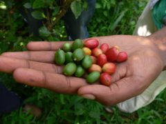Studies have found 60% of wild coffee species are threatened with extinction, with impacts for one of the world’s favourite brews (Aaron Davis, RBG Kew/PA)