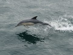 A dolphin (Yui Mok/PA)