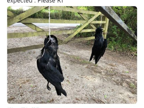 Tweet posted by Chris Packham showing dead crows left hanging outside his home (Chris Packham/PA)