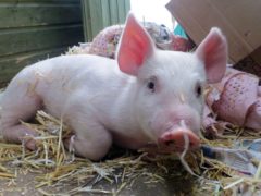 Adapted hearts from pigs could be transplanted into humans within three years, according to a report (SPCA/PA)