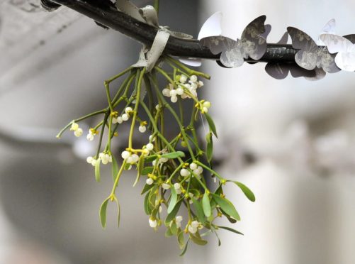 Real Christmas trees and mistletoe are on the wane in British homes at Christmas, a survey found (Anthony Devlin/PA)