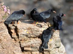 A study has indicated that crows living in large social groups are healthier than those with fewer social interactions. (PA)