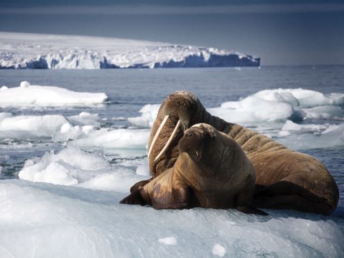 A walrus mother and pup resting on an iceberg, as seen in Blue Planet II (Rachel Butler/PA)