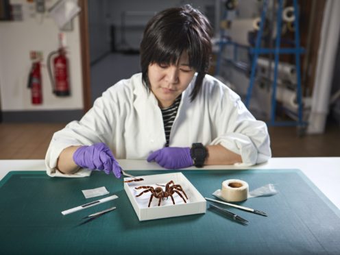 (Natural History Museum/PA)