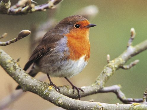 Rebecca Bailey hangs up homemade bird food in her garden in Bristol (Eleanor Bentall/RSPB/PA)