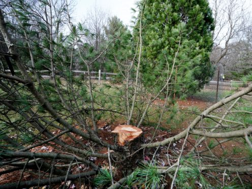 The stump of a rare, 25-foot tall Algonquin Pillar Swiss Mountain pine tree which was cut down and stolen from the UW Arboretum in Madison, Wisconsin (Steve Apps/AP)